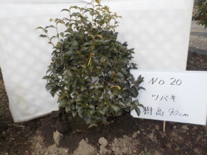 庭木