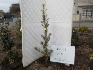庭木