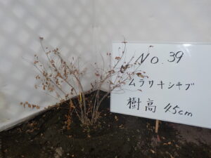 庭木