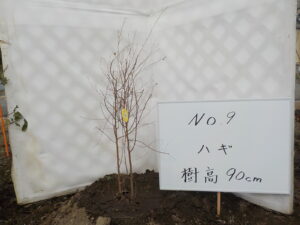 庭木