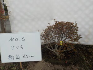 庭木