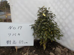 庭木
