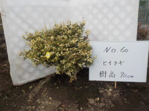 庭木