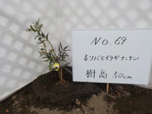 庭木