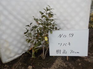 庭木