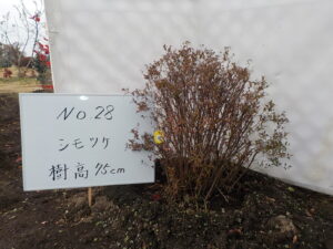 庭木