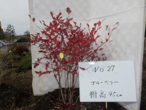 庭木