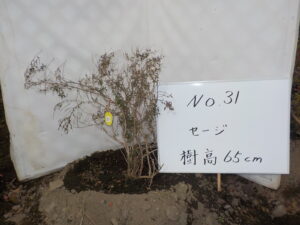 庭木