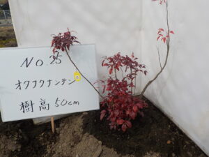 庭木