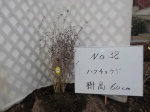庭木