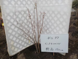 庭木
