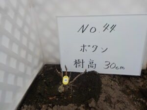庭木