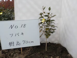 庭木