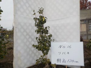 庭木