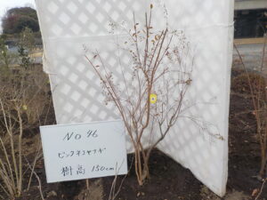 庭木
