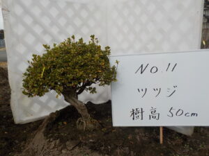 庭木