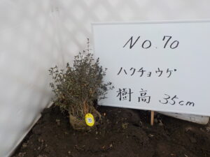 庭木