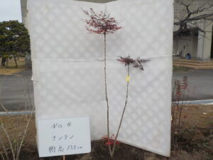 庭木