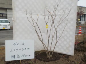 庭木