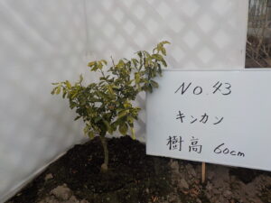 庭木