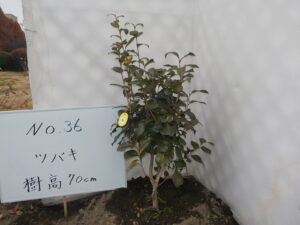 庭木