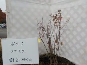 庭木