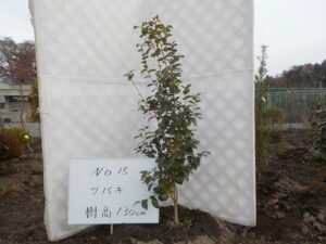 庭木
