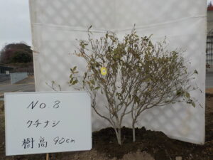 庭木