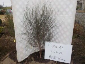 庭木