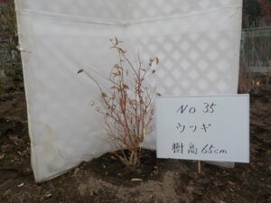 庭木
