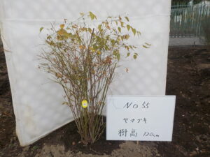 庭木