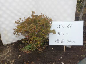 庭木