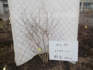 庭木